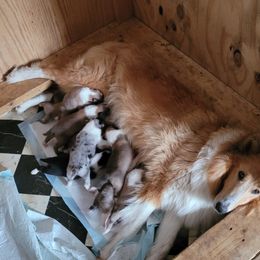 Collie Puppies from Voneida Collies