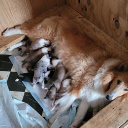 Collie Puppies from Voneida Collies
