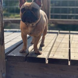 Loha - French Bulldog