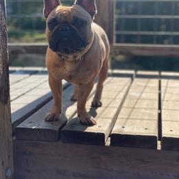 Loha - French Bulldog