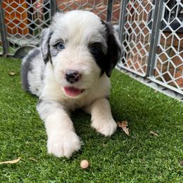 Hawkeye - male Australian Mountain Doodle puppy in Williamston, South Carolina from Sassy Bob’s Dogs