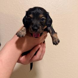 Green - Black and tan female Dachshund puppy in Modesto, California from Once Upon a Mini Dachshund