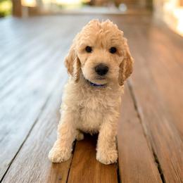 Beau - Apricot male Goldendoodle puppy in Macclenny, Florida from Baker County Goldendoodles