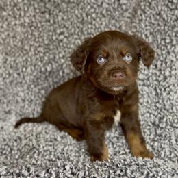 Miniature Australian Shepherd Puppies from Acton Aussies