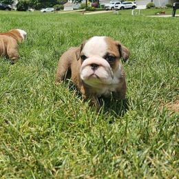 Natalie - Red and white female Bulldog puppy in Strongsville, Ohio from Magnifique Bulldogs