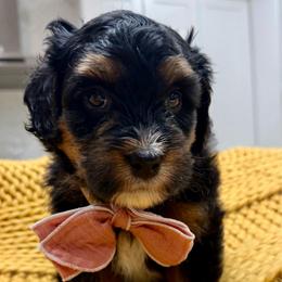 Reeses The Ultra Mini Bernedoodle Tri-Color - Tri-color male Bernedoodle puppy in Herriman, Utah from Rose Canyon Doodles