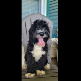 Reduced * Clover - Black and white Aussiedoodle puppy in Missouri from B&M Cottonwood Canines
