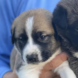 Anatolian Shepherd Dogs from Duncan Creek Farm