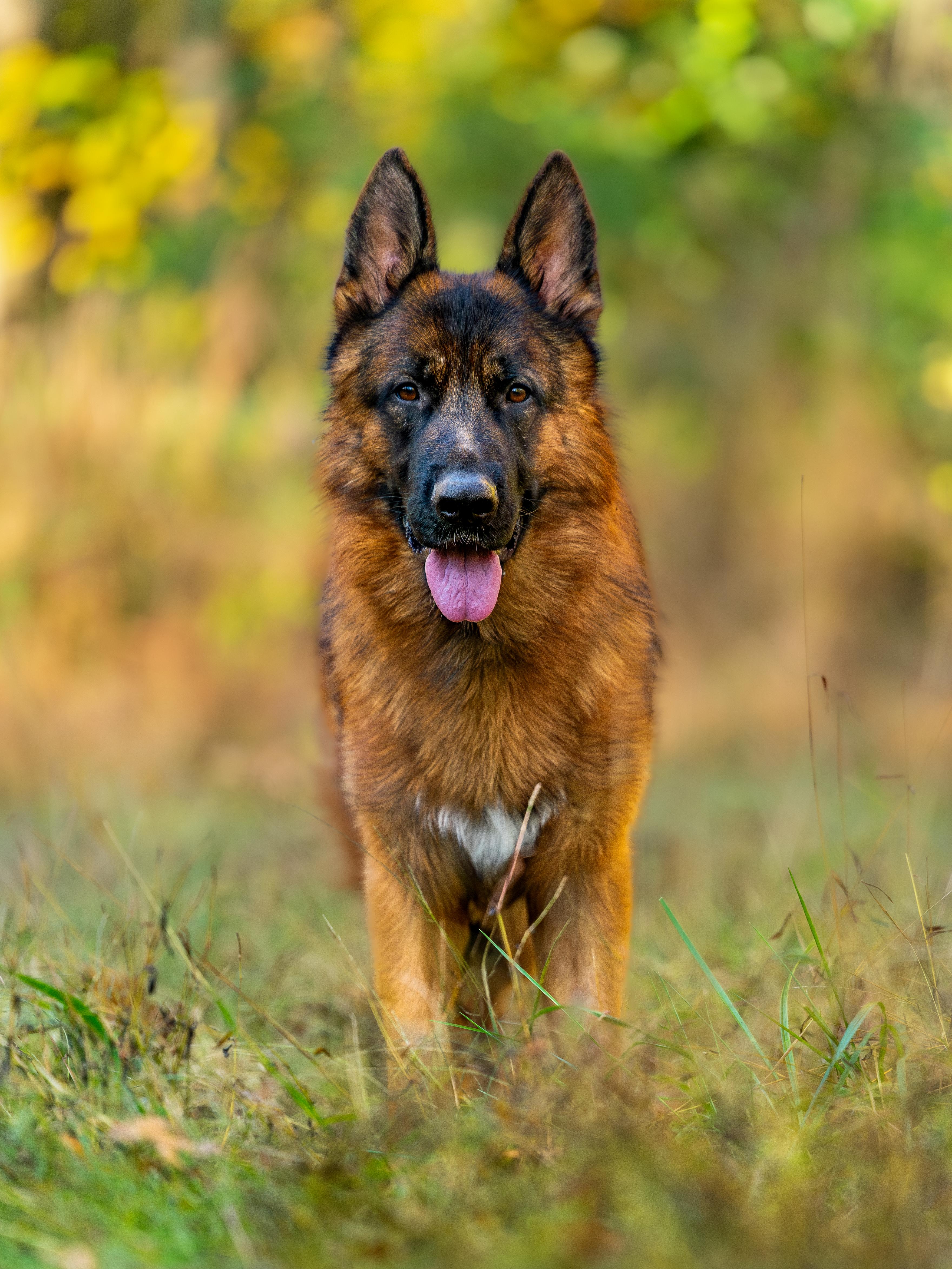 Vito