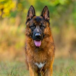 Vito - German Shepherd