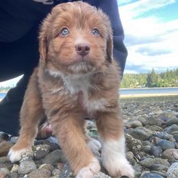 Cheetos - male Australian Mountain Doodle puppy in Port Orchard, Washington from Yukon Harbor Doodles