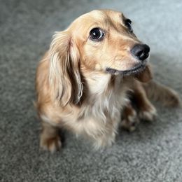 Dachshunds from T & J Lewis Dachshunds