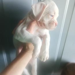 Girl 1 - White female Boxer puppy in Pikeville, Indiana from Boxers of Whispered Wishes