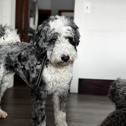 Bernedoodles and Labradoodles from Zehr’s Labradoodles