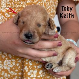Toby Keith - Cream male Goldendoodle puppy in Lancaster, Minnesota from North Star Dog Training