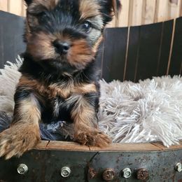 Stefan - Black and tan Yorkshire Terrier puppy in Junction City, Ohio from On The Edge Of A Dream Yorkies