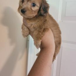 Companion Cross and Dachshund Puppies from Sweet Honey Bunn Hounds
