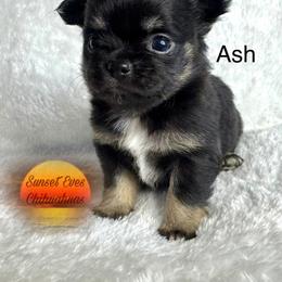 Chihuahua Puppies from Sunset Eves Chihuahuas