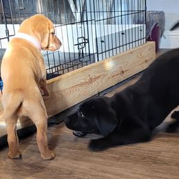 Dilute Retriever and Labrador Retriever Puppies from SmoKy Hills Labradors
