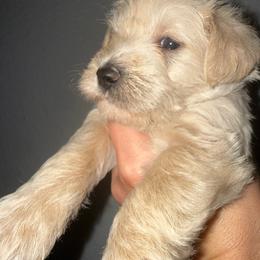 Macchiato - Wheaten male Miniature Schnauzer puppy in Fort Worth, Texas from Sissy’s Schnauzers