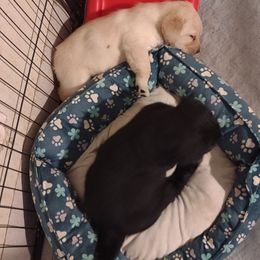 Girl 1 - Black female Labrador Retriever puppy in Nacogdoches, Texas from Westlane Dogs