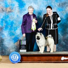 Keeshond Puppies from StarStruck Keeshonden