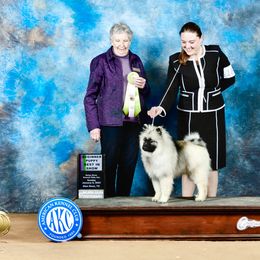 Keeshond Puppies from StarStruck Keeshonden