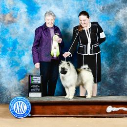 Keeshond Puppies from StarStruck Keeshonden