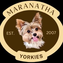 Buddy - Yorkshire Terrier
