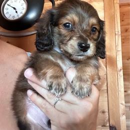 Boy 4 - Red male Dachshund puppy in Cheyenne, Wyoming from Great Basin Hounds