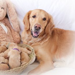 Golden Retriever Puppies from Ruff Life Goldens