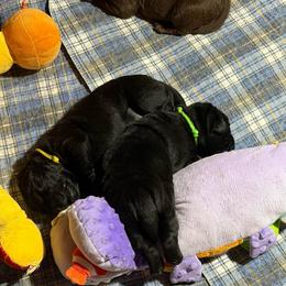 Black Girl 2 - Black female Labrador Retriever puppy in Malabar, Florida from Mythic Labradors, LLC