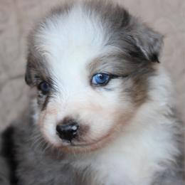 Zapps - Blue merle male Australian Shepherd puppy in Laurel, Mississippi from Reeves Australian Shepherds