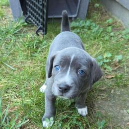Boone - Blue male Mountain Cur puppy in Moundsville, West Virginia from Mountaineer Mountain Curs