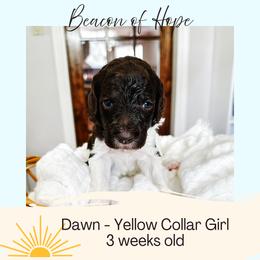 Dawn - Parti female Goldendoodle puppy in Montgomery, Texas from Dacus Doodles