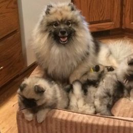 Cardigan Welsh Corgi, Keeshond, and Rottweiler Puppies from KeeRocka Show Dogs