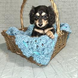 Peace - Black and cream male Dachshund puppy in Biloxi, Mississippi from Southern Doxies Ms