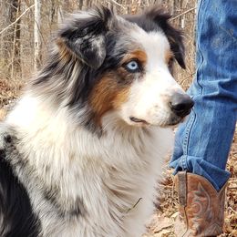 Elsa - Australian Shepherd