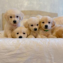 Golden Retriever Puppies from Goldens of Hope