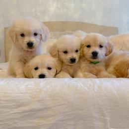 Golden Retriever Puppies from Goldens of Hope