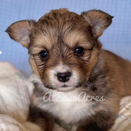 Pembroke Welsh Corgi puppies from At Ease Acres