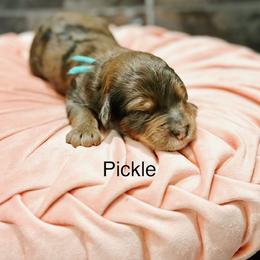 Pickle - Blue merle female Bernedoodle puppy in Pasco, Washington from Camp Doodle Woods
