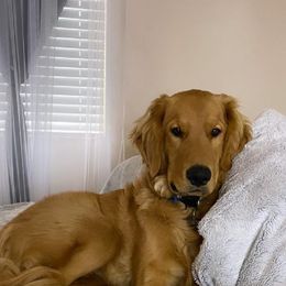 Golden Retriever Puppies from TC's Golden Ranch