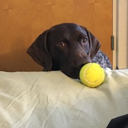 German Shorthaired Pointer All Grown Up from Twin Gabels GSPs