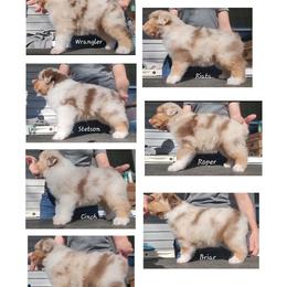 Australian Shepherd puppies from Four Winds Australian Shepherds