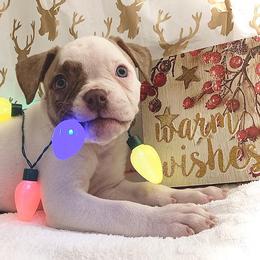 American Bulldog Puppies from Best Buds American Bulldogs