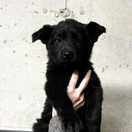 Tan Collar - Willow - Black female German Shepherd puppy in Higbee, Missouri from Kyon Kennel LLC