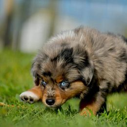 Miniature Australian Shepherds and Toy Australian Shepherds from Centerfire Mini Aussies
