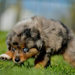 Miniature Australian Shepherds and Toy Australian Shepherds from Centerfire Mini Aussies