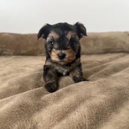 Betty - Black and tan female Yorkshire Terrier puppy in Elk Ridge, Utah from Janita's Yorkshire Terriers